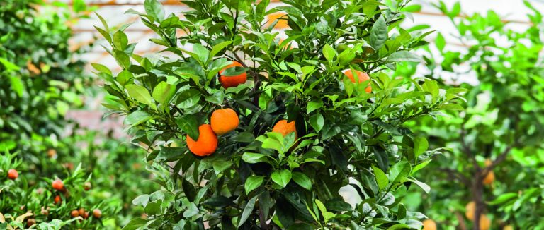 albero di Citrus aurantium arancio amaro