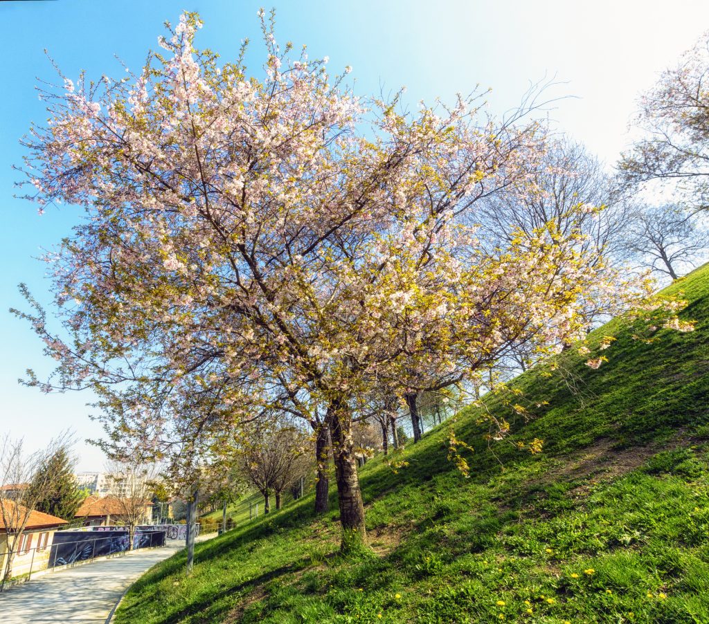 Collina dei ciliegi nel quartiere Bicocca di Milano