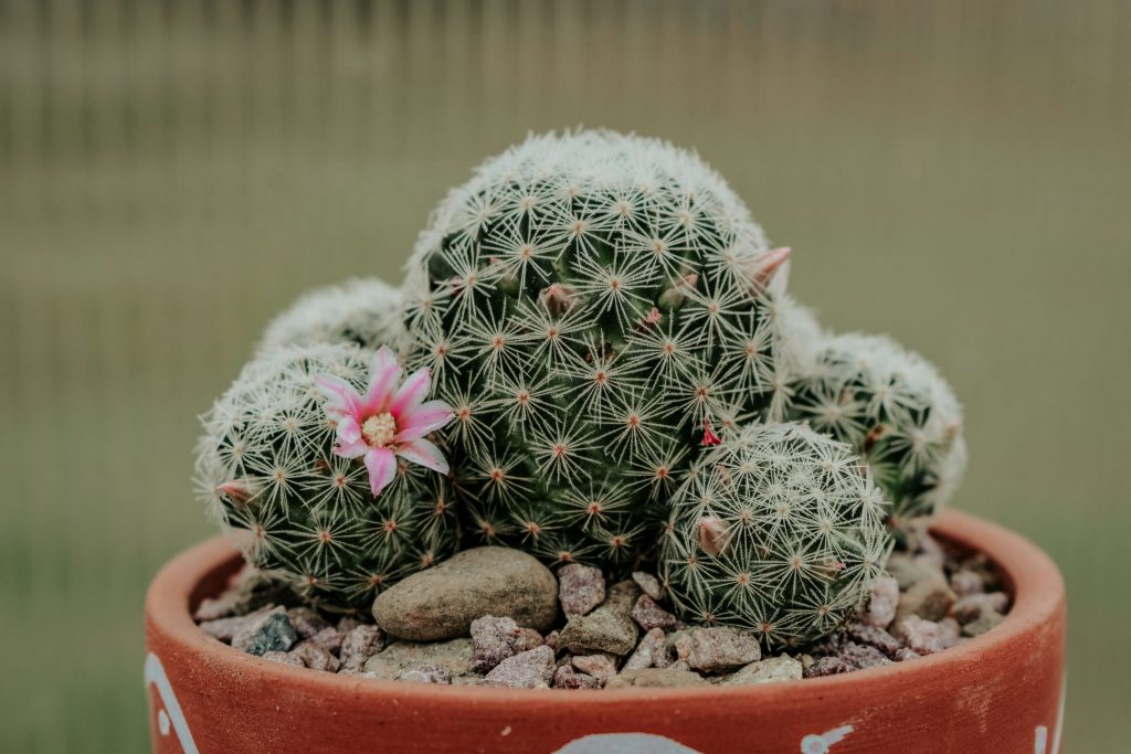 Mammillaria gracilis in vaso, pianta da interno