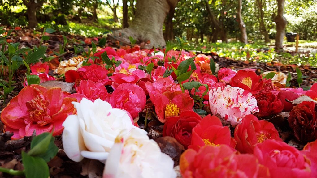 tappeto di camelie in un parco