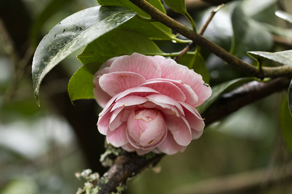Camellia japonica 'Imperial lusitana'