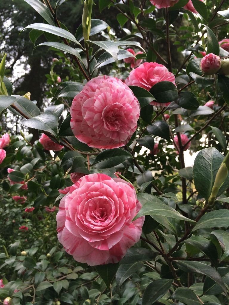 Camellia japonica rosa