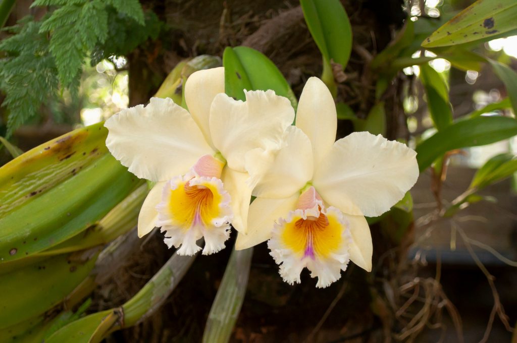 Orchidea Cattleya