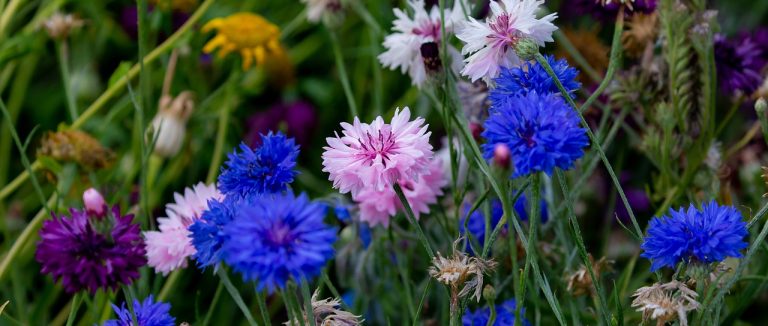 Prato con in primo piano fiordaliso Centaurea cyanus
