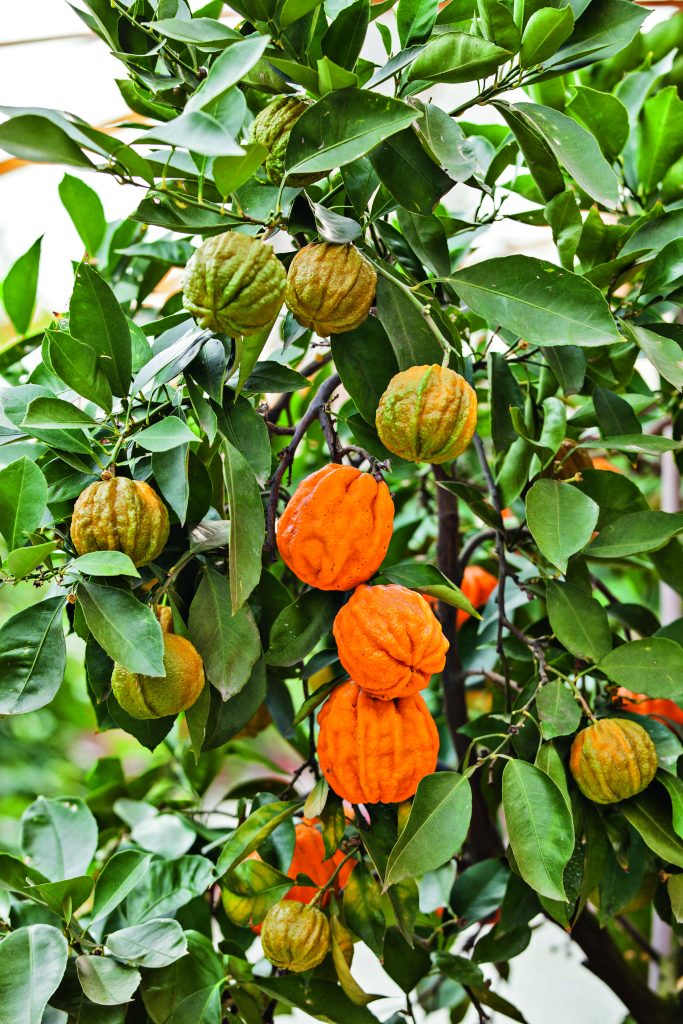 Citrus aurantium 'canaliculata' 