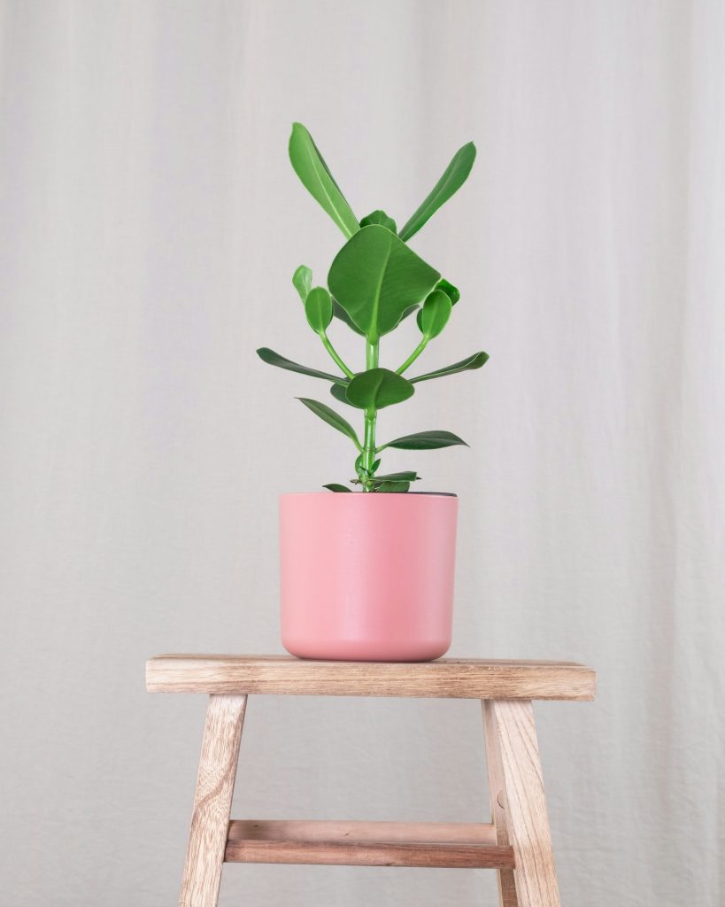 Clusia rosea in vaso poggiata su una scala in legno