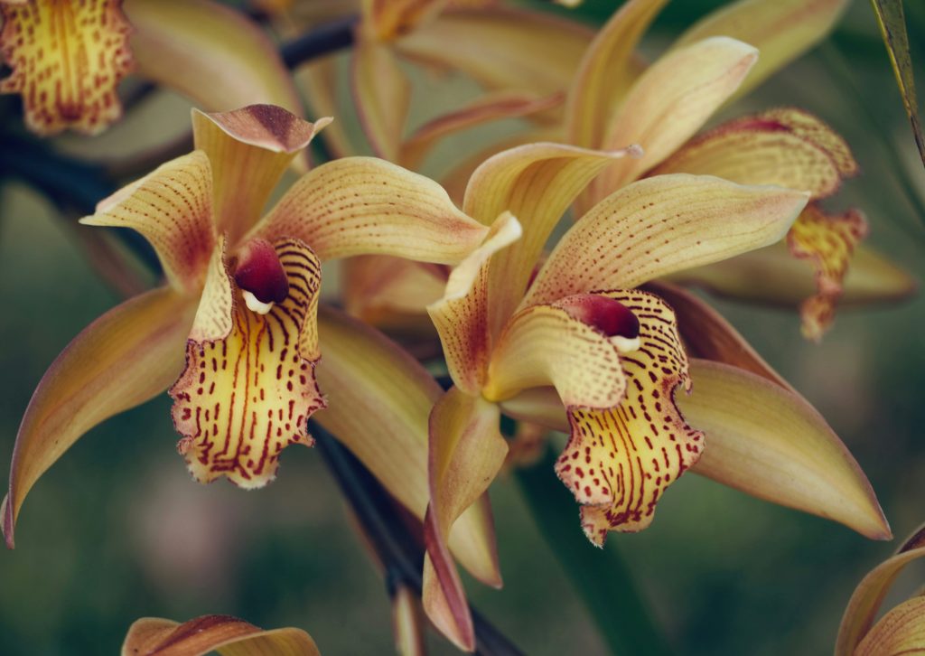 Primo piano orchidea Cymbidium