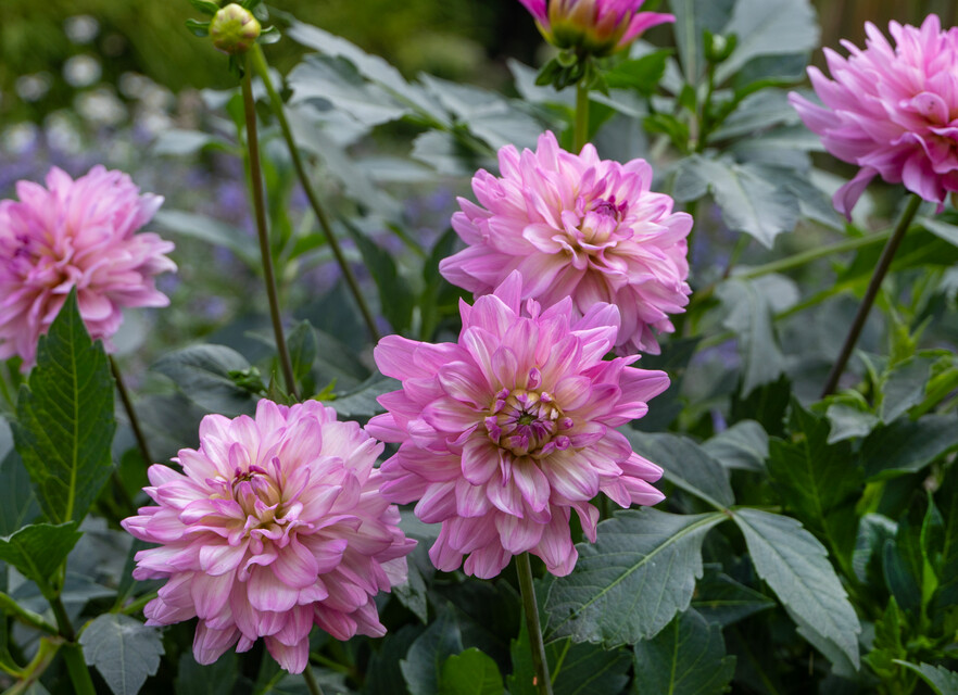 Primo piano Dahlia Sincerity
