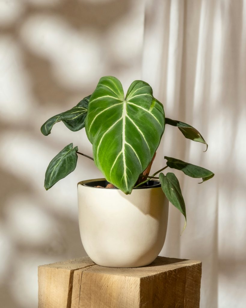 Philodendron gloriosum bagno