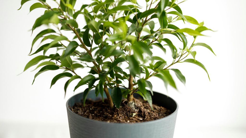 Ficus benjamina