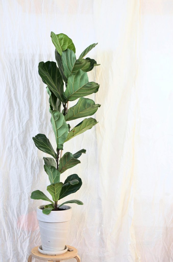 Ficus lyrata 