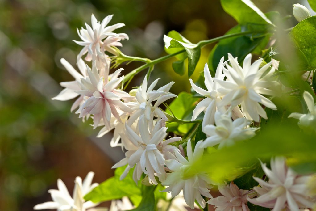 gelsomino jasminum sambac 'Belle of India'