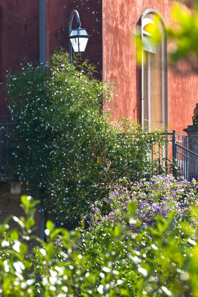 Jasminum grandiflora