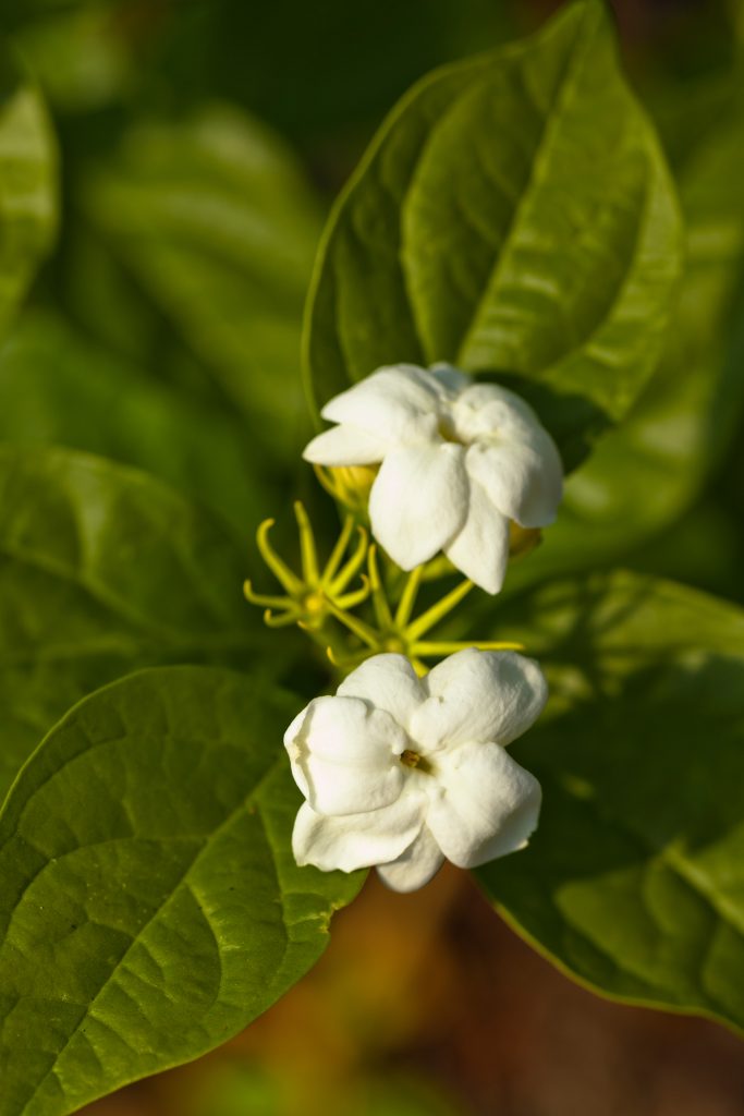 Jasminum maid of orleans