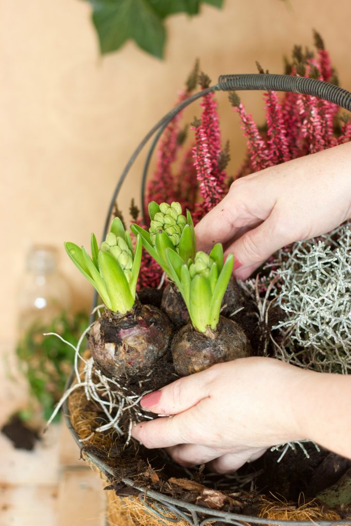 bulbi in cesti primaverili