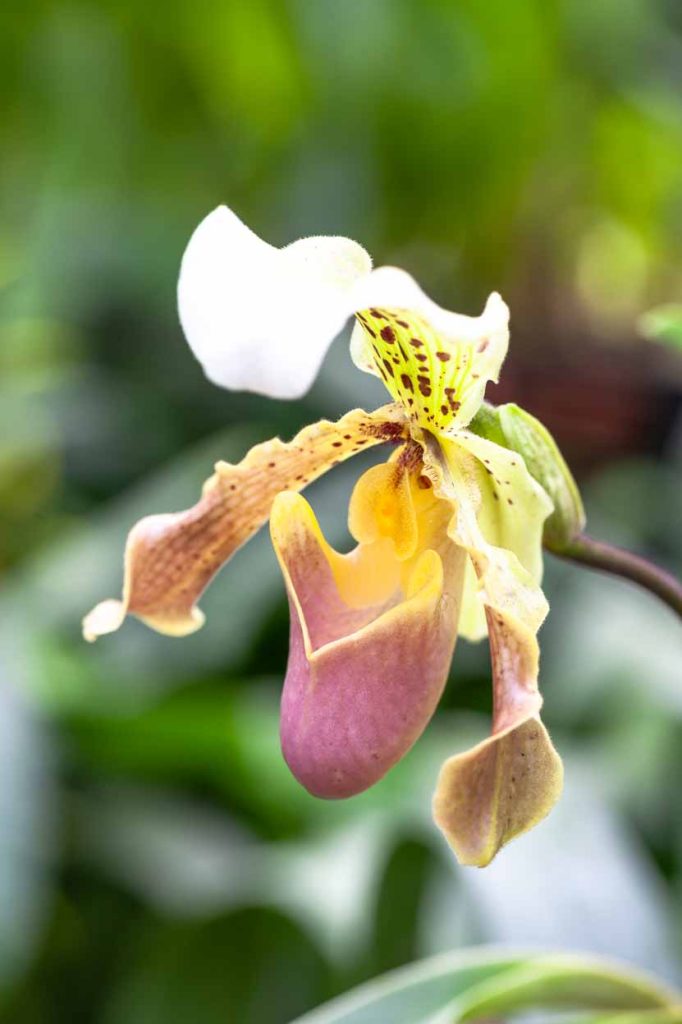 Primo piano Paphiopedilum insigne x henrianum