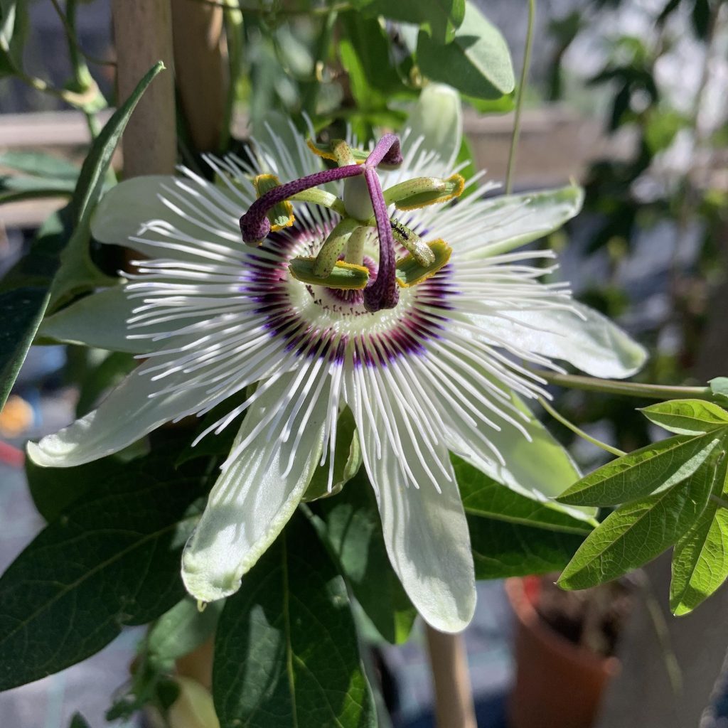 collezione passiflore