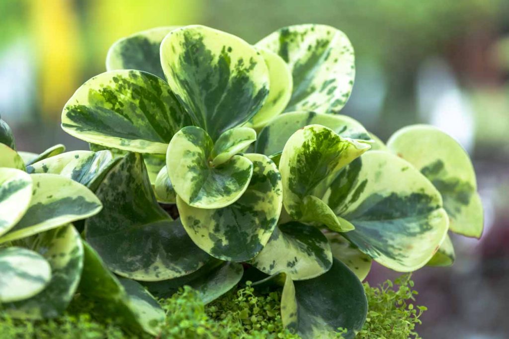 Peperomia obtusifolia 'green gold'