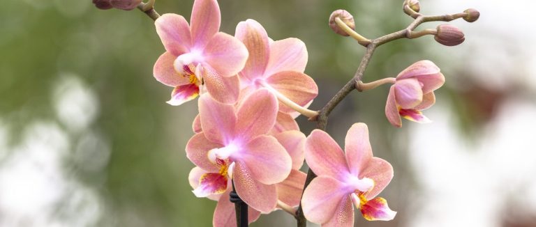 Phalaenopsis odorion