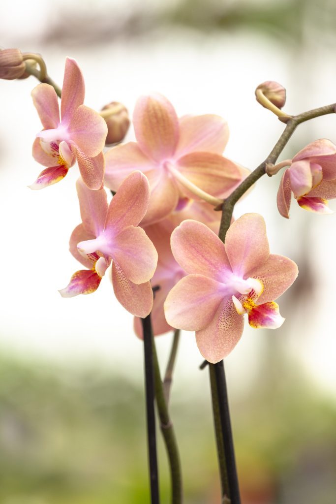 Phalaenopsis odorion