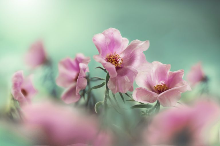 Portulaca fiori annuali