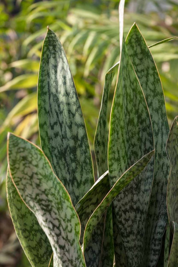 Sansevieria aubrytiana