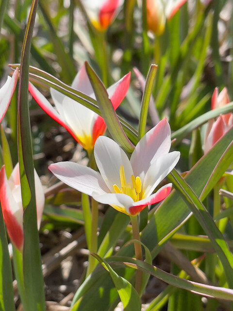 Primo piano tulipano clusiana var. Stellata 