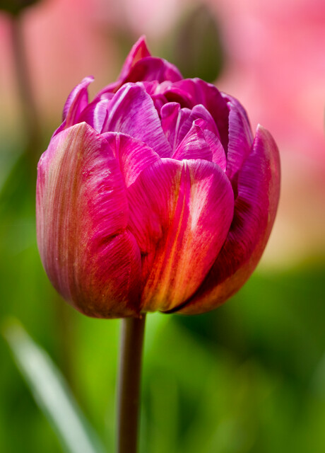 Primo piano tulipano double late