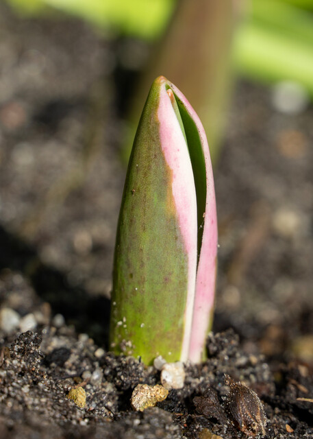 Germoglio di tulipano