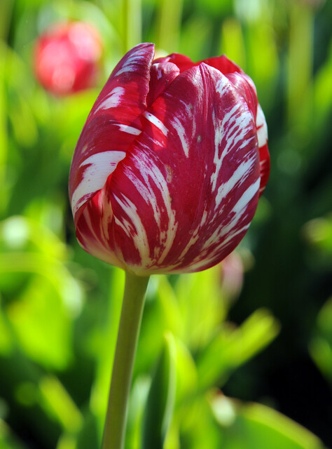 Tulipano Tulipa 'Mabel'