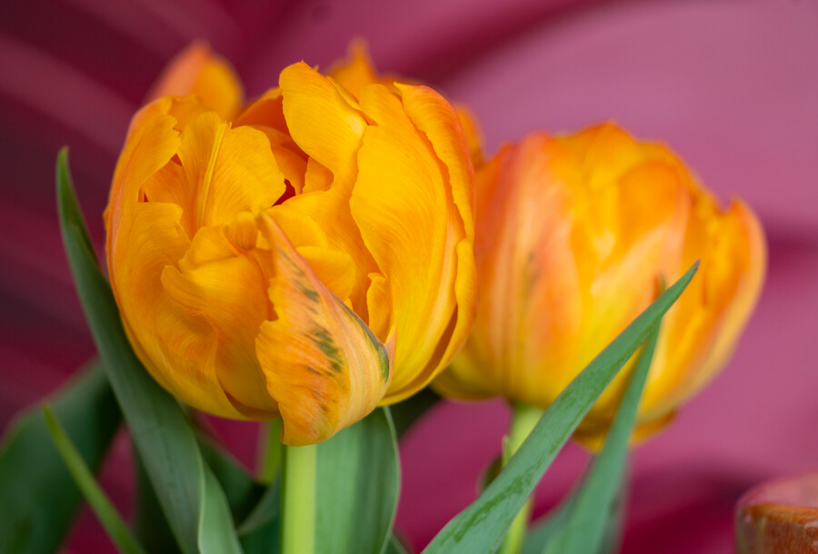 Primo piano Tulipa 'Orca'