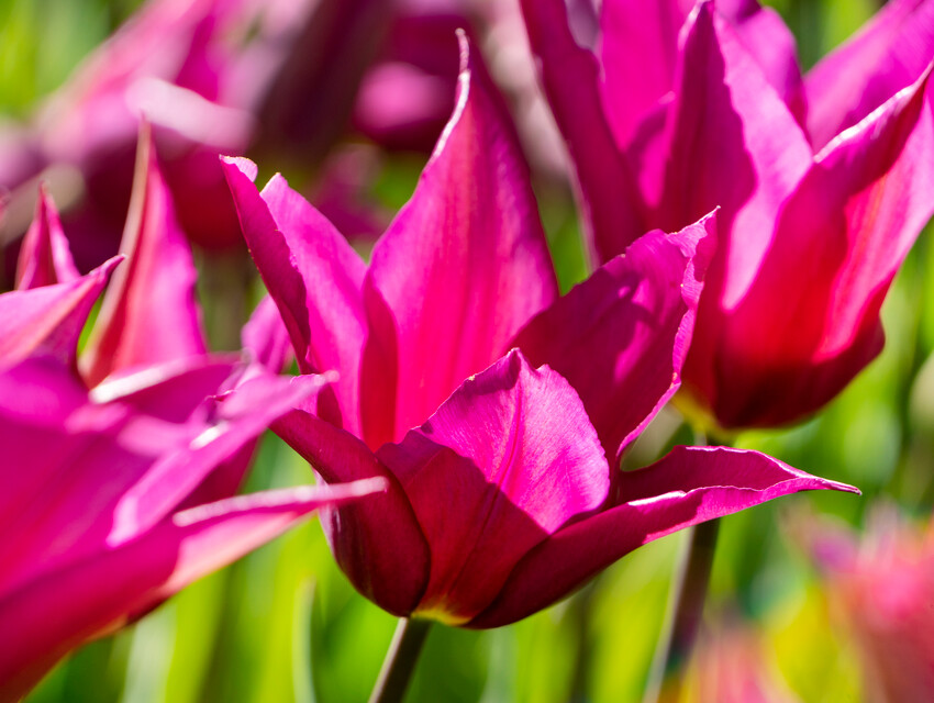Primo piano tulipano purple deram con fiori rosa acceso
