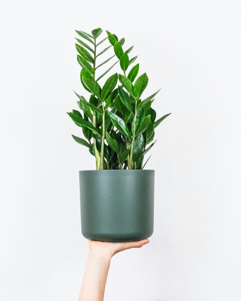 Zamioculcas zamiifolia in vaso sorretta da una mano