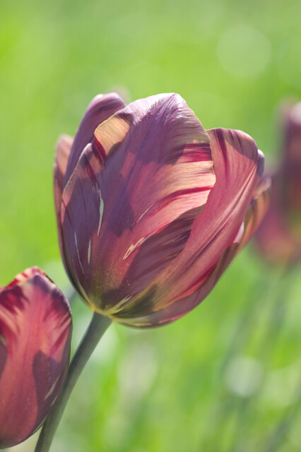 tulipano in fiore cultivar absalon screziato