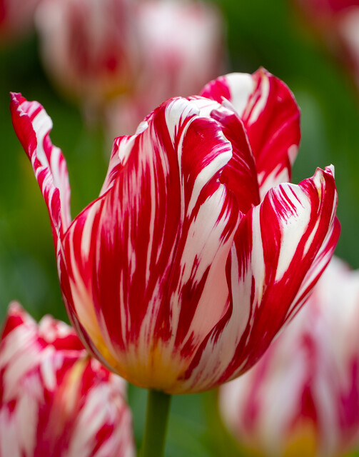 tulipa Silver Standard