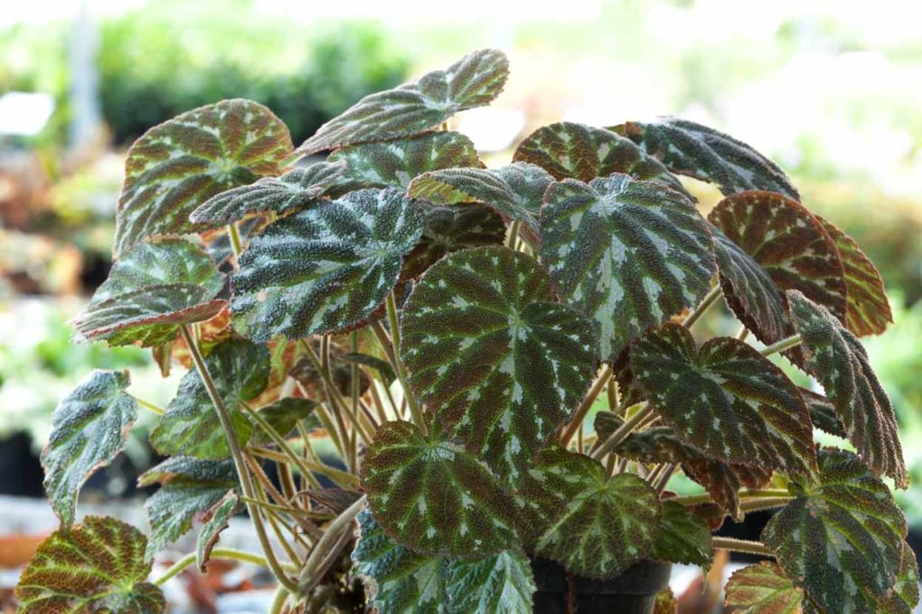 foglie di begonia pustulata