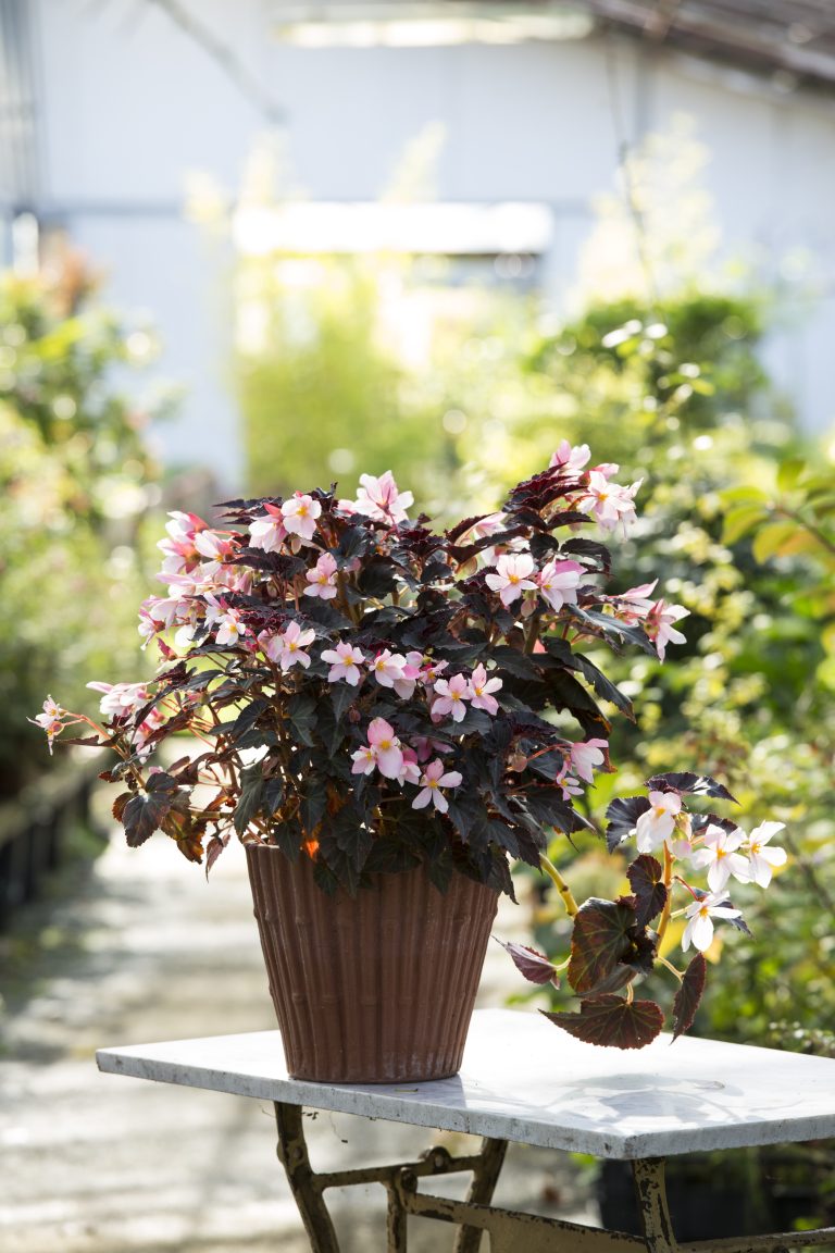 Begonia Unstoppable ‘Upright White’
