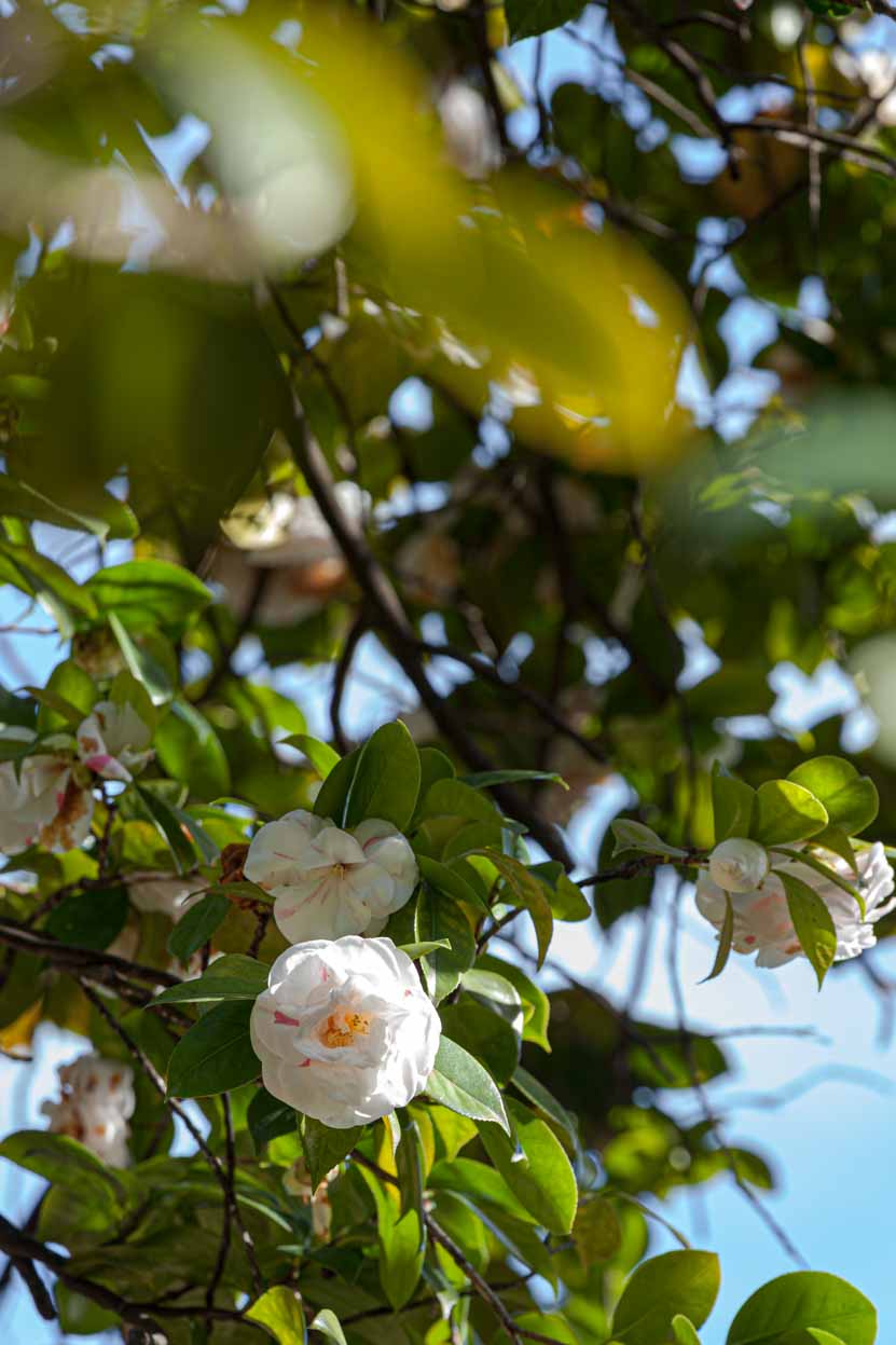 infiorescenza bianca di Camelia japonica 'Eleonora Franchetti'
