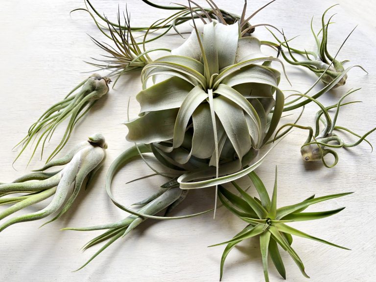 Tillandsia come coltivarla