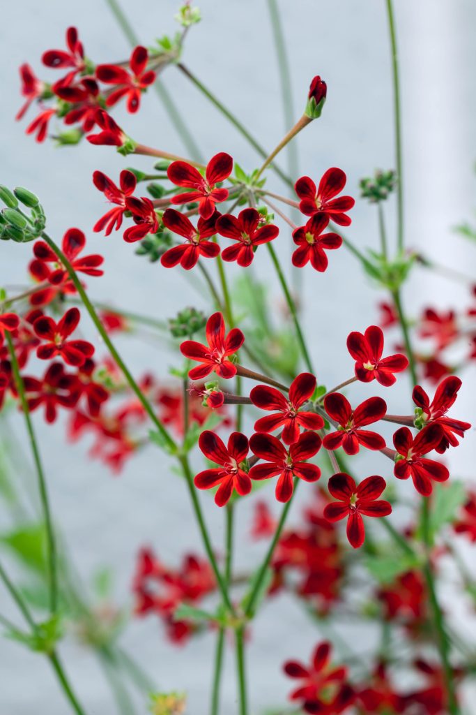 Pelargonium 'Ardens'