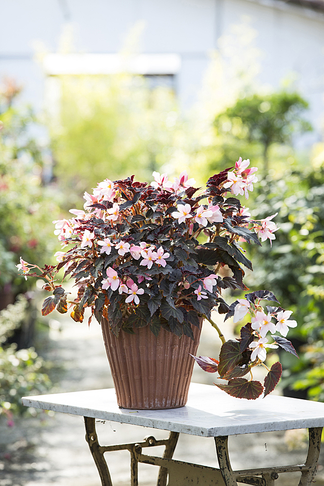 begonia 'unstoppable upright white'