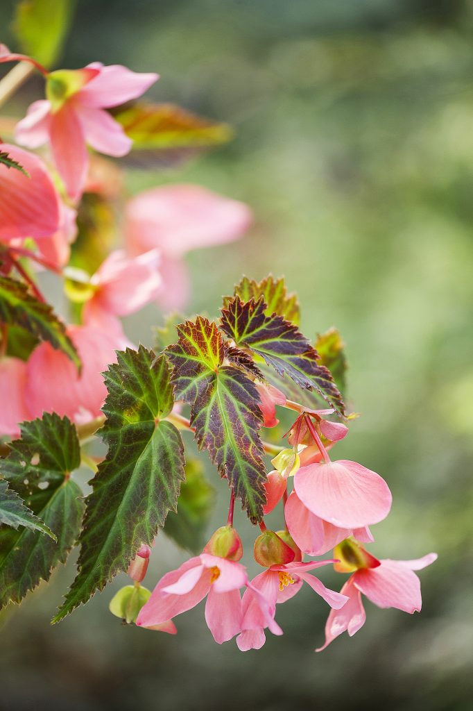 begonia 'unstoppable upright salmon'