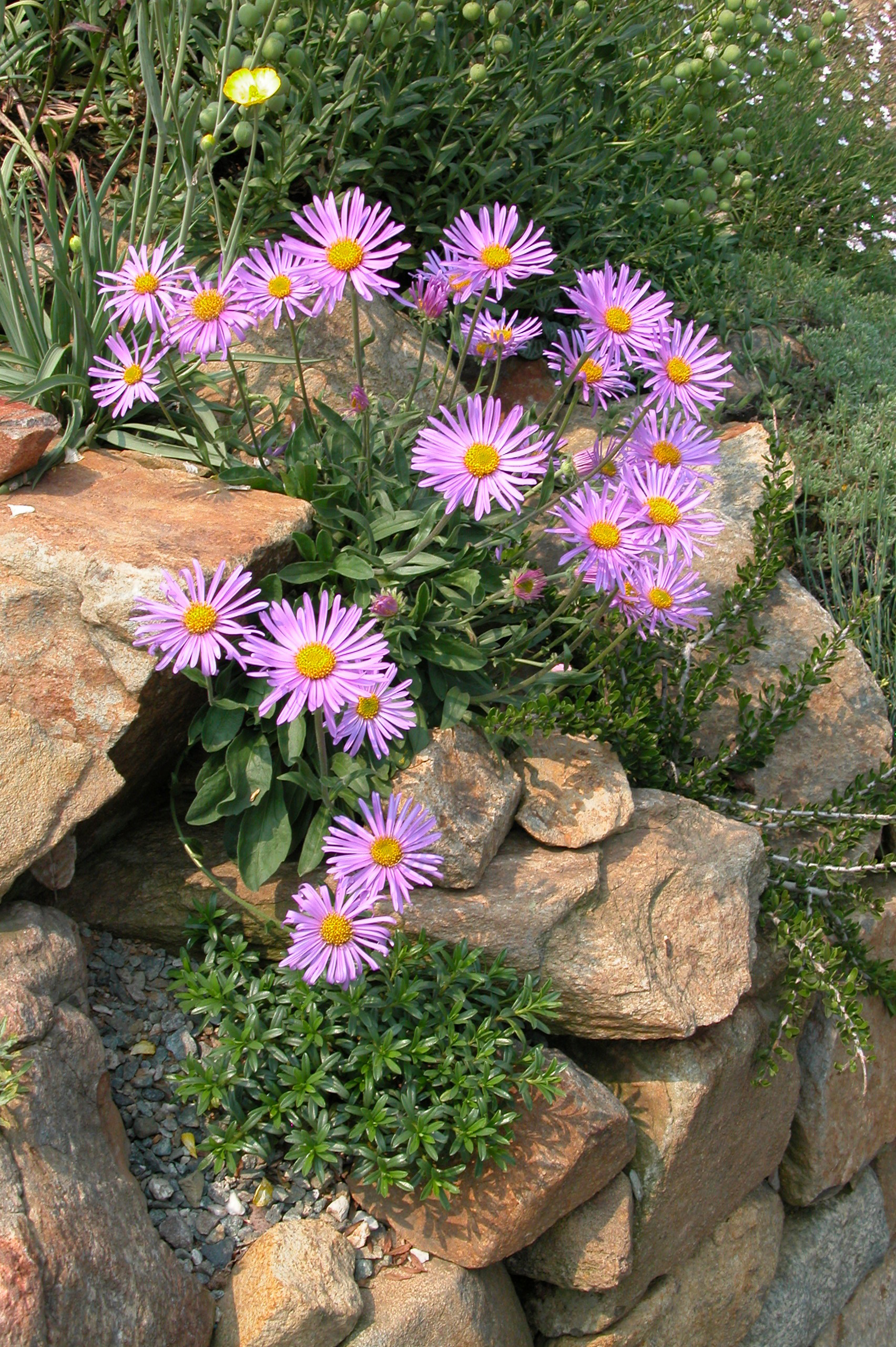 Aster alpinus