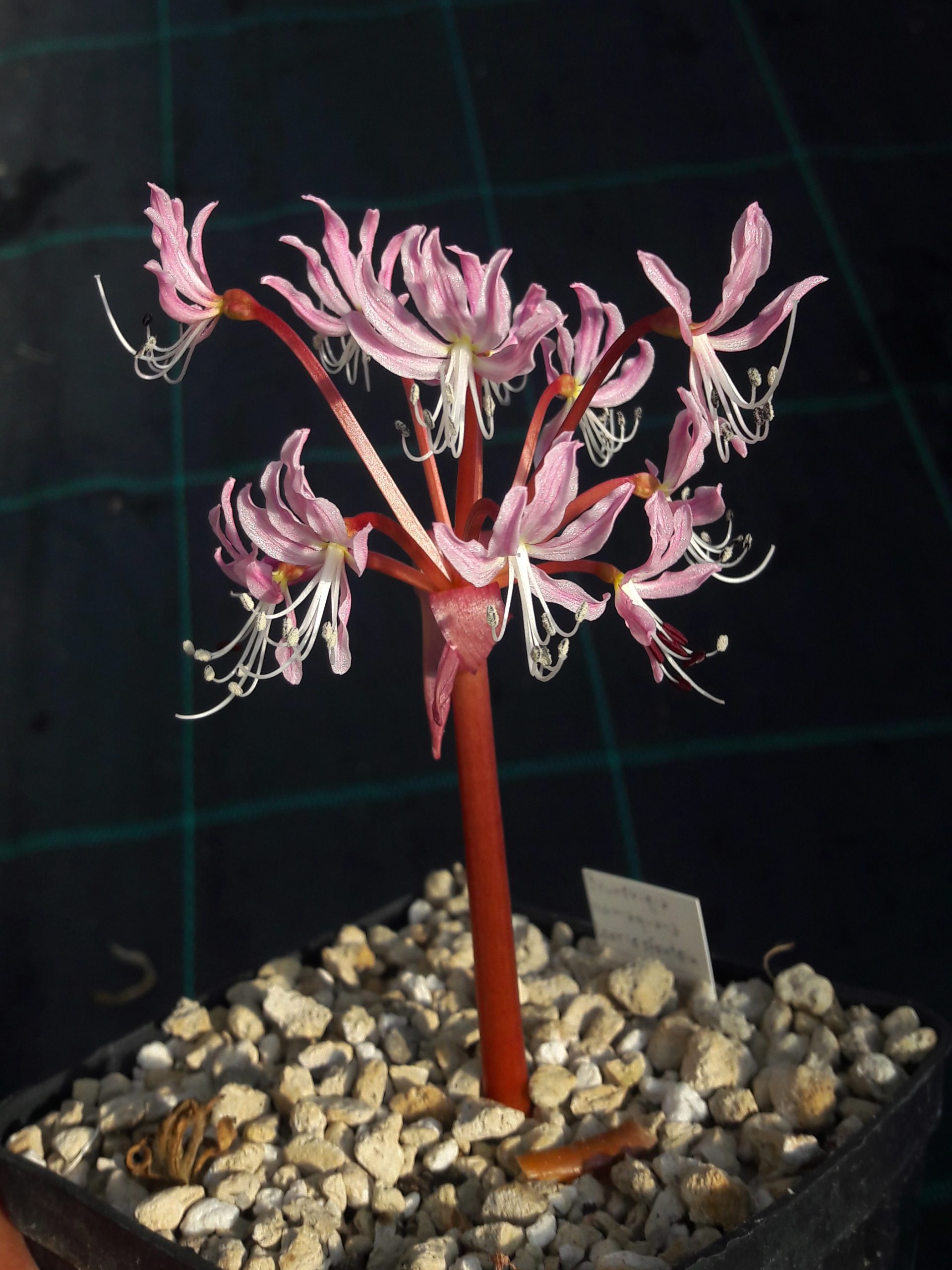 Brunsvigia namaquana