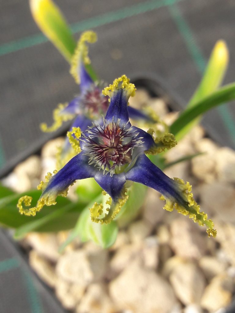 Ferraria uncinata