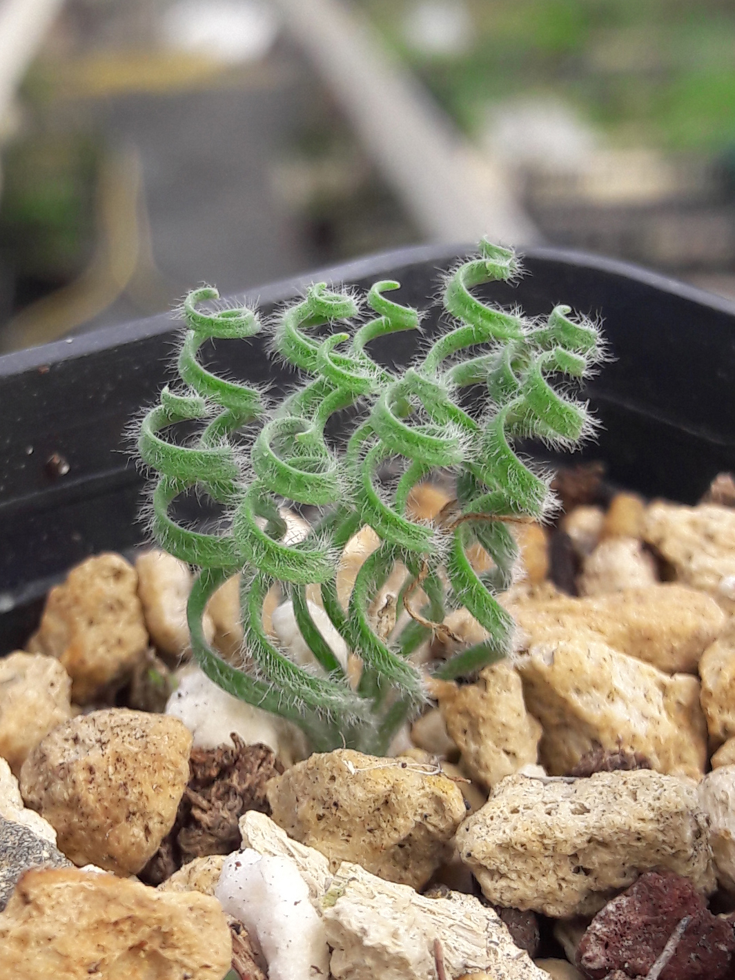 Gethyllis lanuginosa