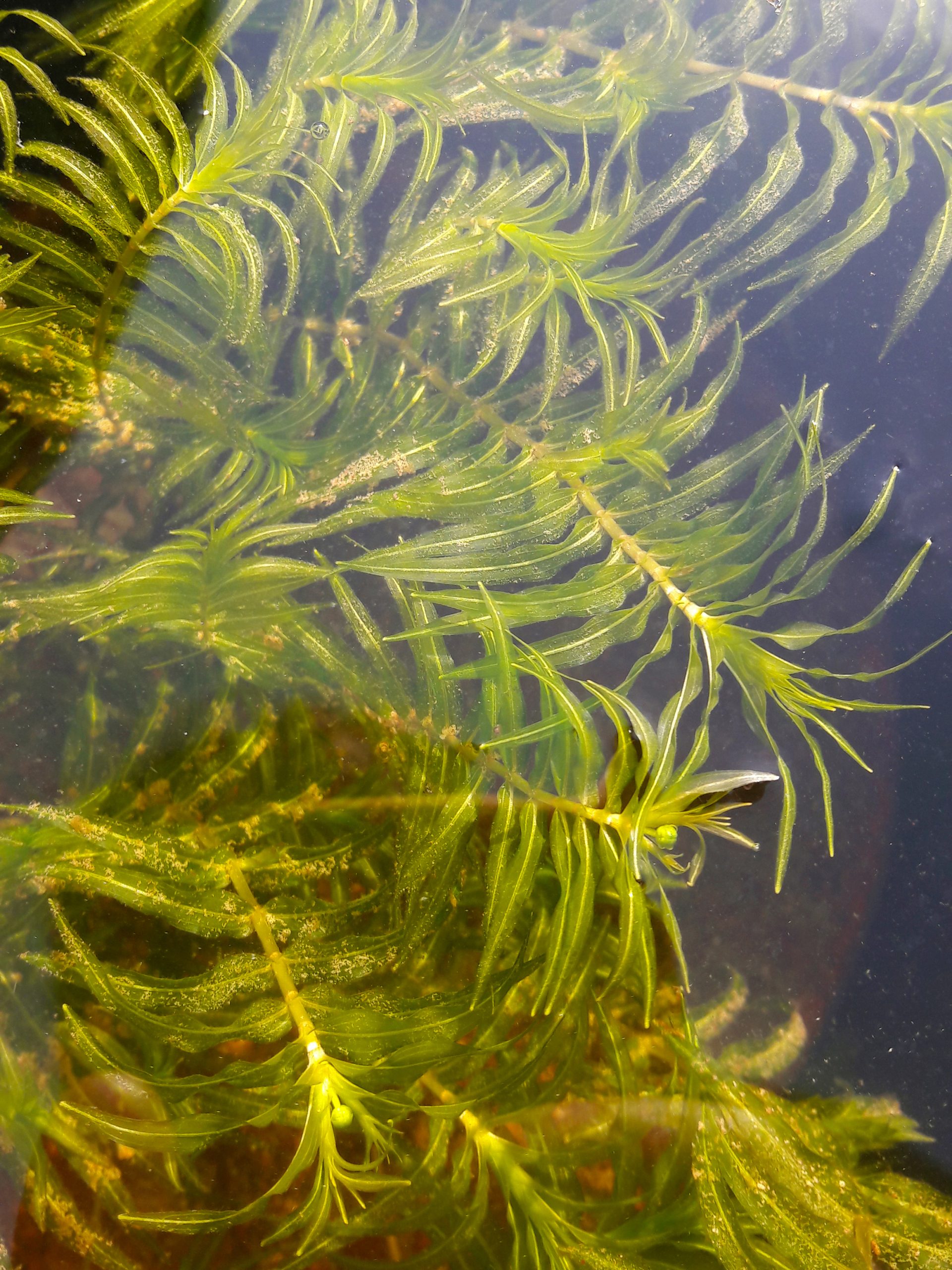 Groenlandia densa