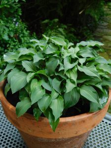 Hosta venusta ‘Japan Girl’