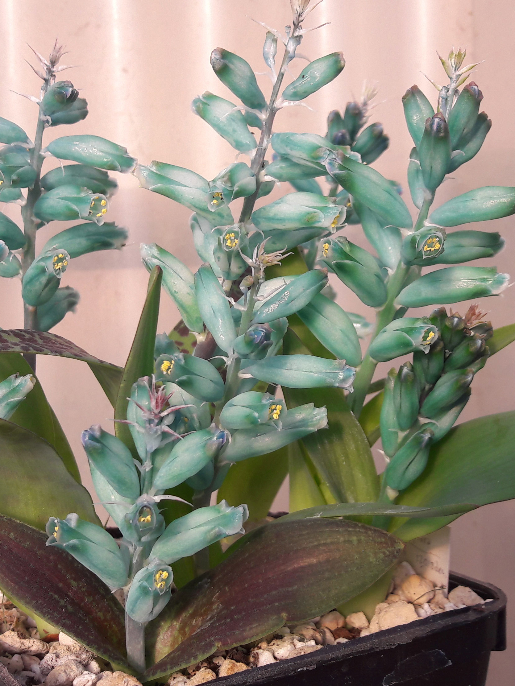 Lachenalia viridiflora