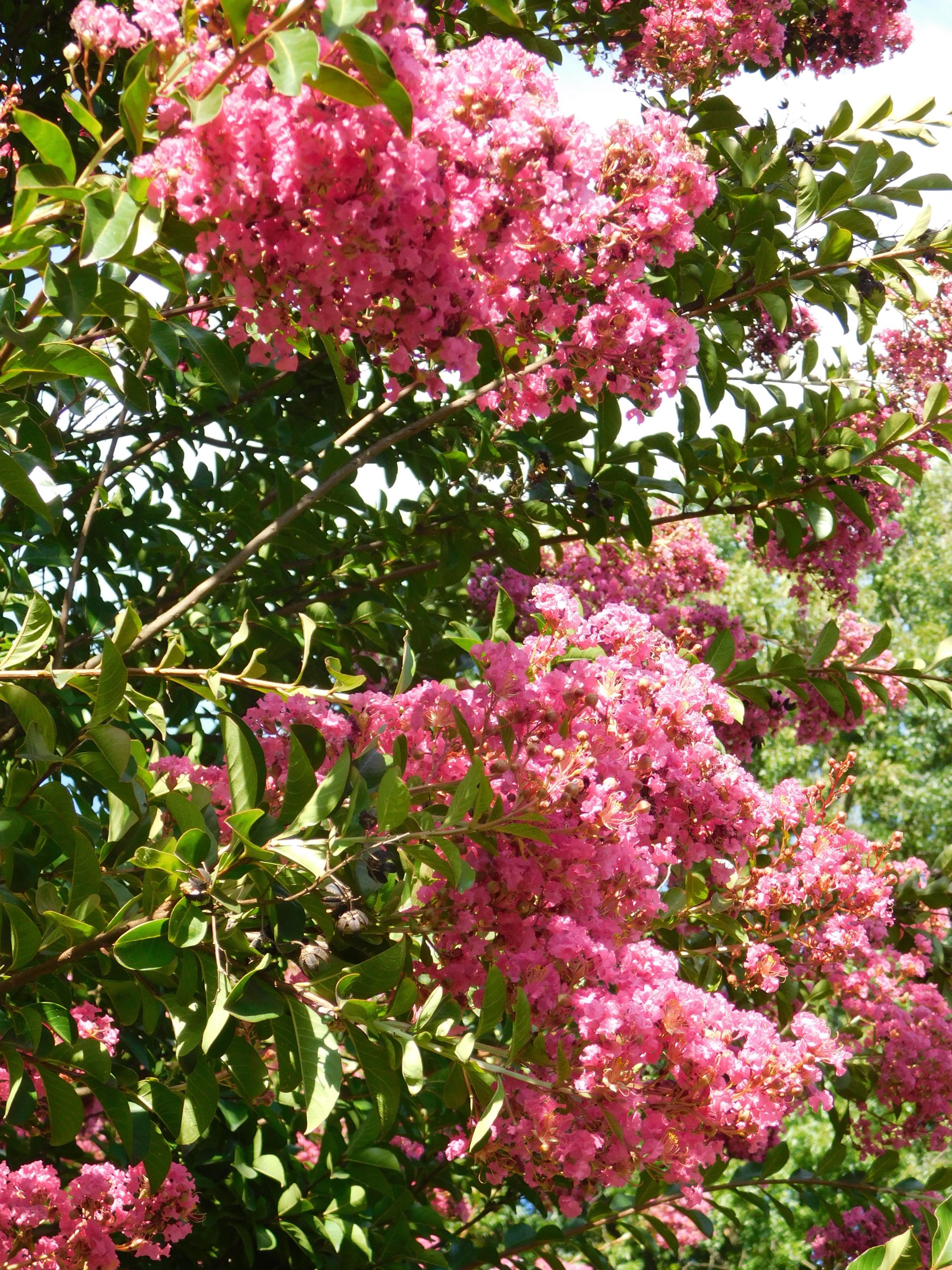 Lagerstroemia indica ‘Rosea’